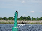 . friends . . . the joys of kayaking the Tay River in Perth, Ontario, . (baffinpaddler say hello to my little friends bird on buoy tay river perth ontario canada)