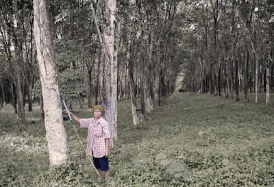 Rubber plantation and worker on the road near Thalang in Phuket