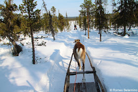 Reindeer Sledding Outdoor Winter Activities in Sweden's Lapland