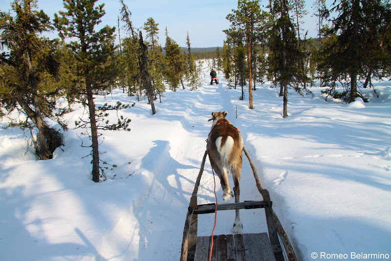 Reindeer Sledding Outdoor Winter Activities in Sweden's Lapland