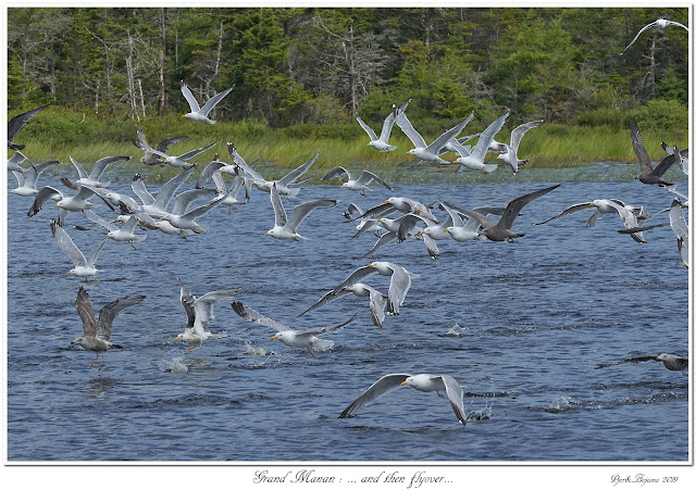 Grand Manan: ... and then flyover...