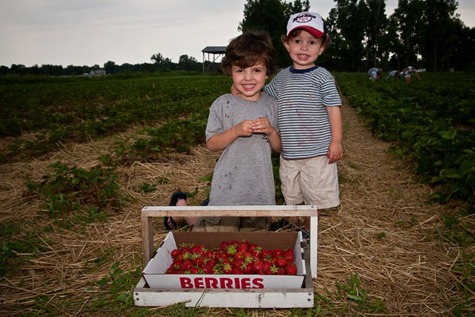 strawberry picking