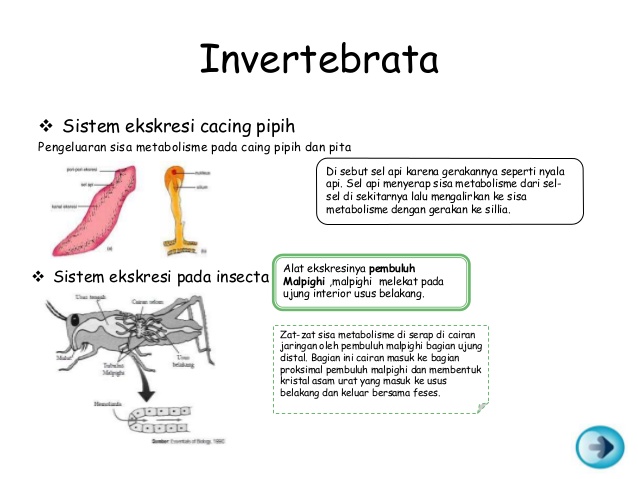 SISTEM EKSKRESI PADA HEWAN  VERTEBRATA DAN HEWAN  