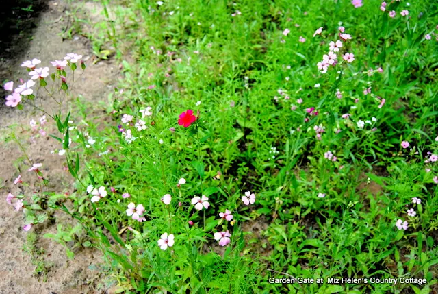 Garden Tour 2017 at Miz Helen's Country Cottage