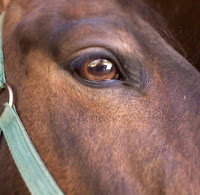 occhi cavallo