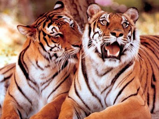Tiger Wallpaper Collection - Tiger Desktop Wallpapers