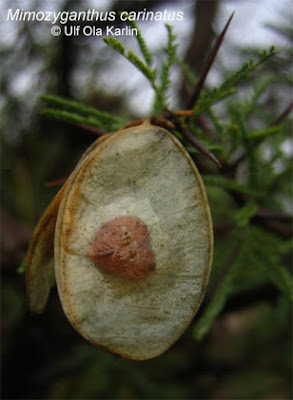 lata Mimozyganthus carinatus