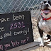 Lonely Dog Sits At A Shelter For 2,531 Days Waiting For One Human To Love Her