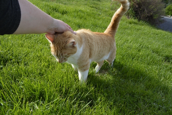 pus katt kattepus pusekatt Oliver Lurven