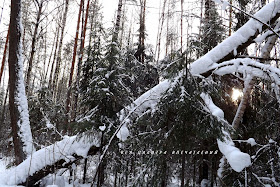 Зимний лес.  Зимнее очарование. Окрестности Ижевска. Блог Вся палитра впечатлений