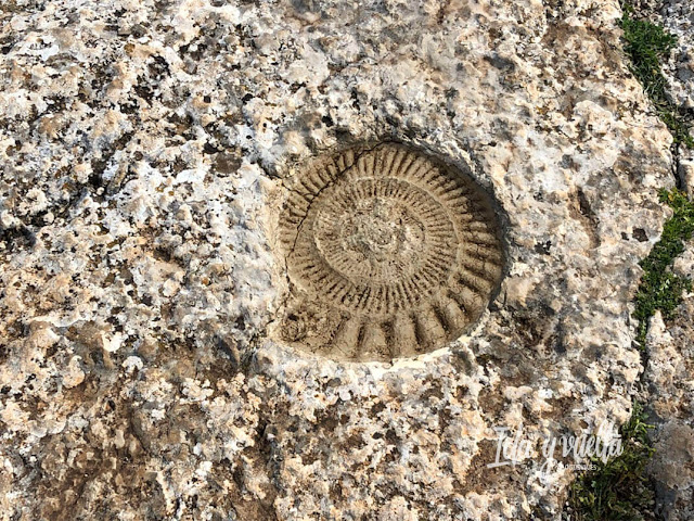 Ammonite en el Torcal de Antequera