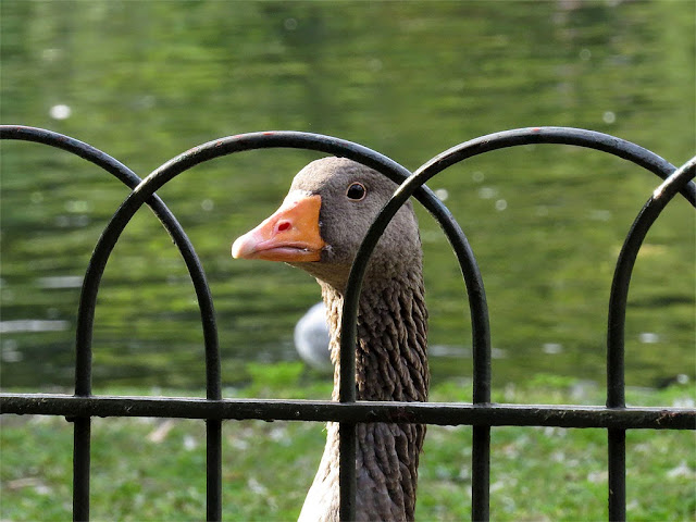 Greylag goose, St. James's Park, City of Westminster, London