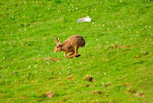 brown hare