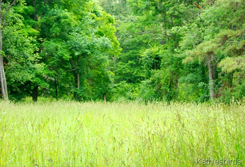 3. forest and field-kab