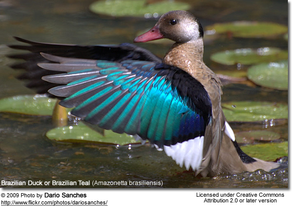 Beautiful,cute green brown,white,black duck flying in air,wallpapers,pictures,images