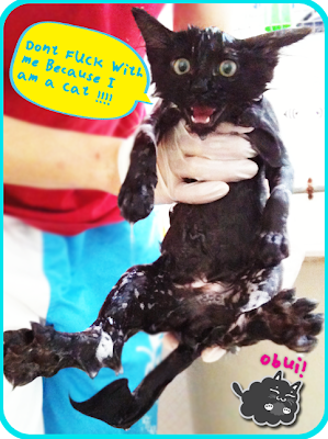 ugliest_bathing_cat