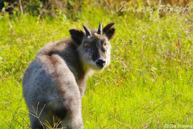 Serow in Takasaki