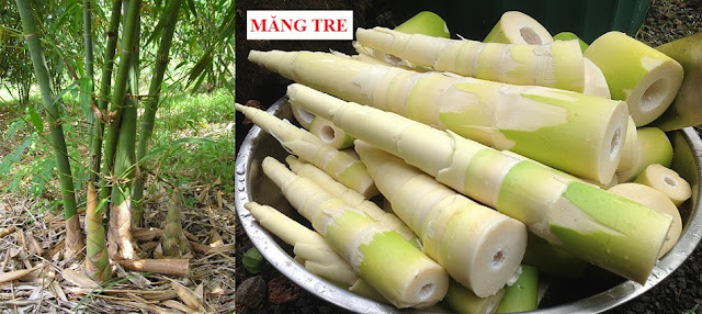 CÂY RAU LÀM THUỐC - MĂNG TRE - Bambusa vulgaris, Bambusa vulgaris