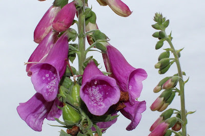 Vingerhoedskruid - Dopkeblom - Digitalis purpurea