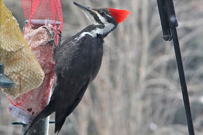 pileated woodpecker on suet