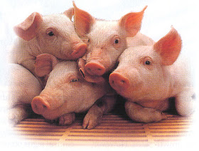 http://www.diamondv.com/species/swine-nutrition-and-health/