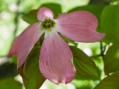 White Flowering Dogwood