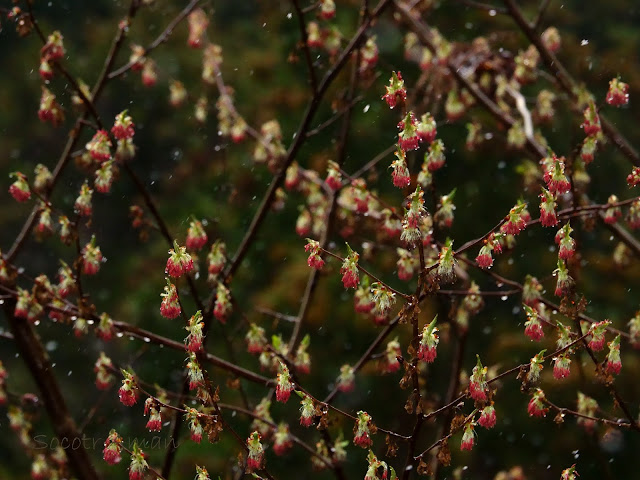 Euptelea polyandra