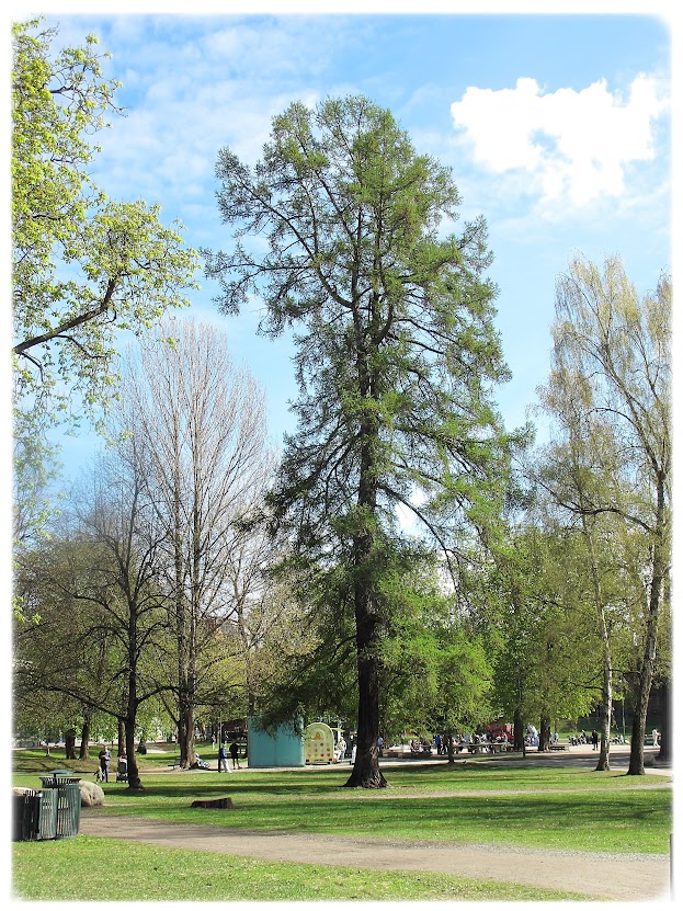 Majestetisk tre i Sofienbergparken i Oslo.
