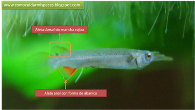 Medio Pico - Hembra características sexuales - Dermogenys Pusilla