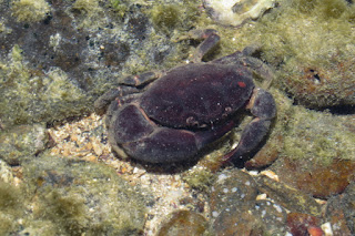 Ozius truncatus