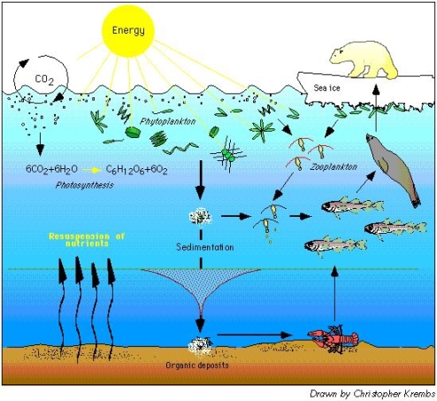 food chain diagram for kids. diagram of food chain and