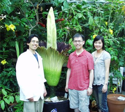 amorphophallus titanum. amorphophallus titanum sale.