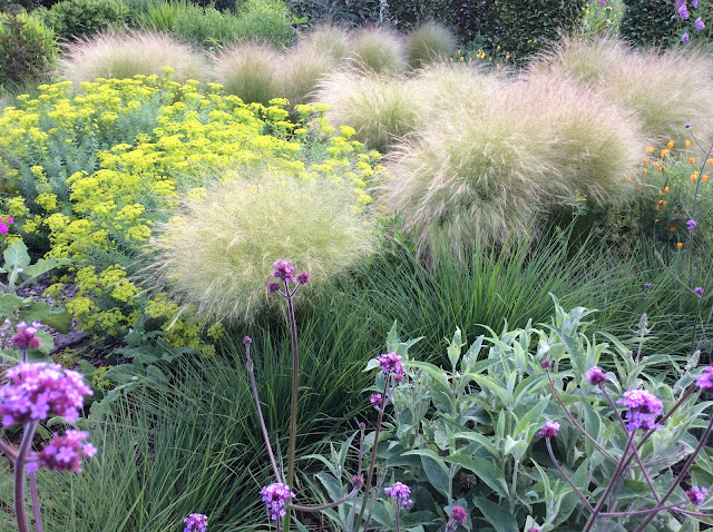 Stipa Tenuissima 'Ponytails' met gele Euphorbia Nicciciana