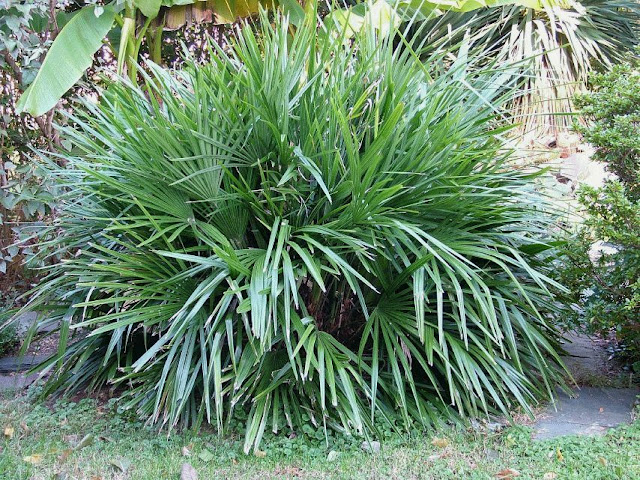 Rhapidophyllum hystrix