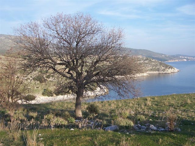 Menengiç ve deniz