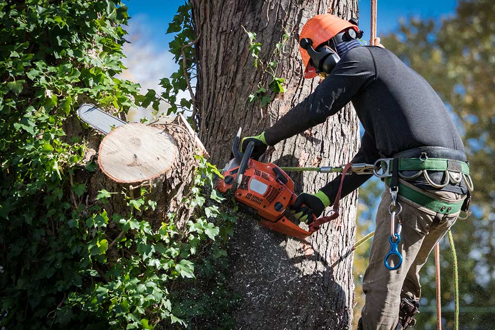 Tree Services Company