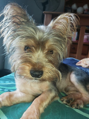 Oreo small Yorkie male