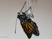 Female Monarch emerging, wings start to enlarge - © Denise Motard