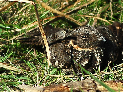 Atajacaminos ñañarca Systellura longirostris