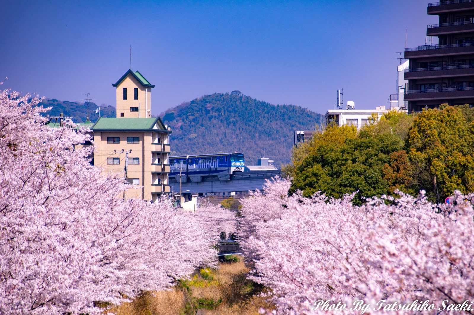 小倉南区を流れる志井川の桜並木 Gmtfoto Kitaq