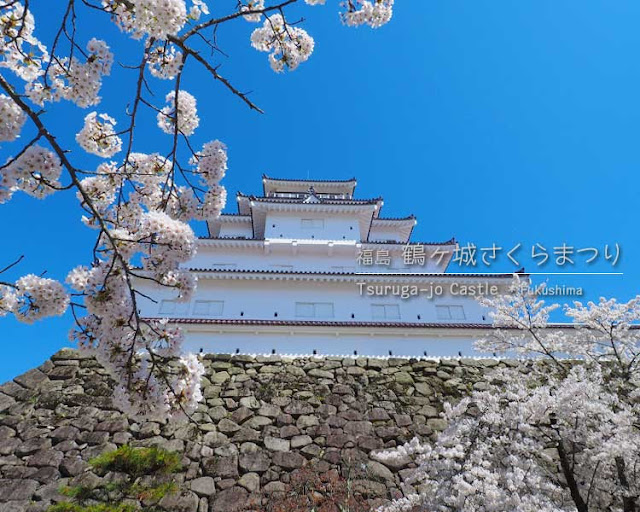 鶴ヶ城の桜がすごい！(2) 西出丸エリア