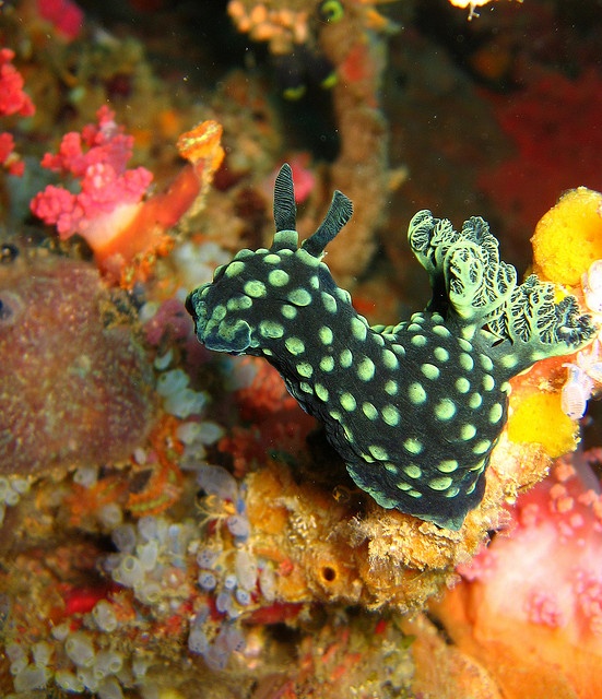 Foto Photo: Nembrotha Cristata