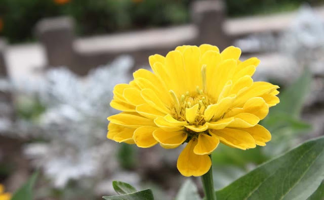 Zinnia Flowers