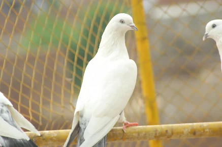 SIALKOTI PIGEONS