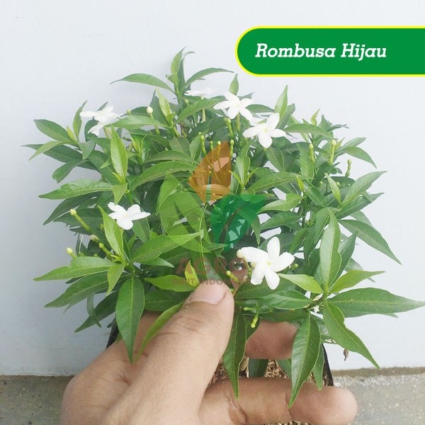 Jual Aneka Jenis Bunga Rombusa Mini