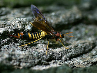 Trémex colombe - Tremex columba