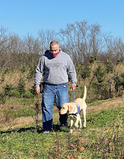 A man in a mask and a gray sweatshirt and a yellow Labrador retriever in a purple service dog harness walk through the grass at a tree farm.