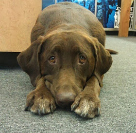 adorable dog pictures, lab dog shows his sad face