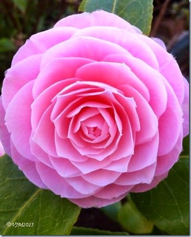 Pink Camellia