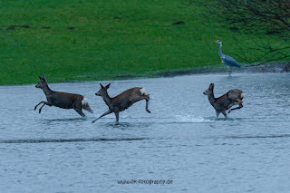 Wildlifefotografie Rehe Rotwild Naturfotografie Lippeaue Olaf Kerber